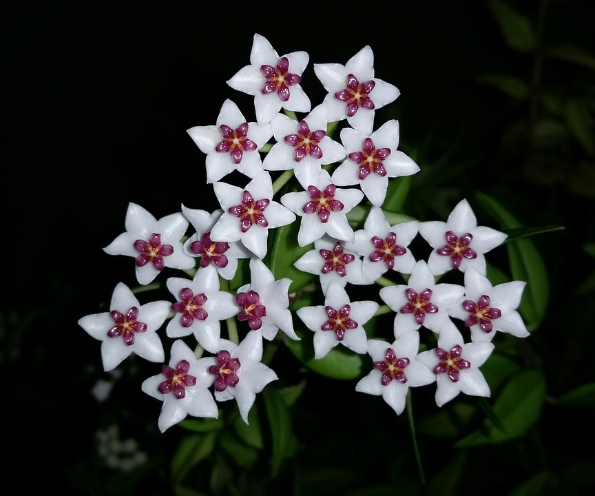 How long does hoya flower last