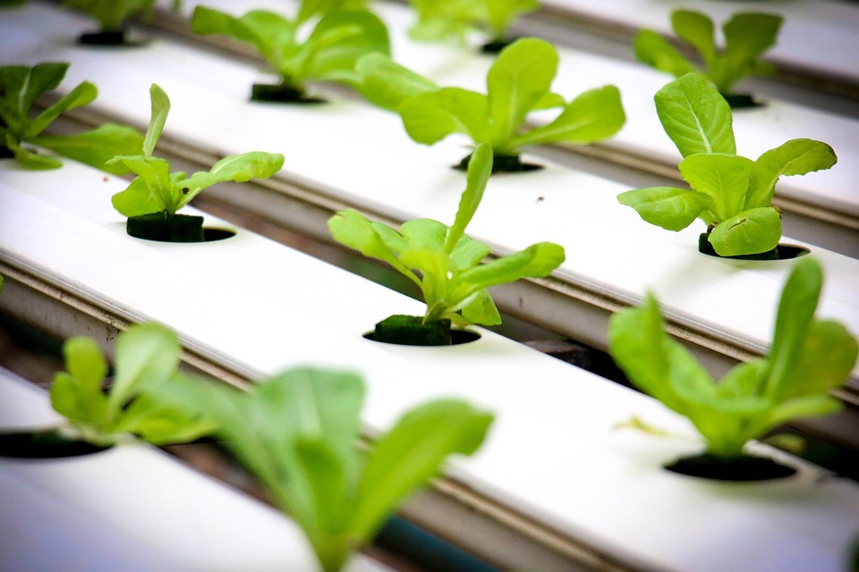 How to Control the PH Level in hydroponics, Effective ways