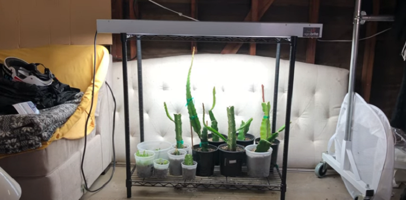 How to Grow Dragon Fruit Plants Indoors