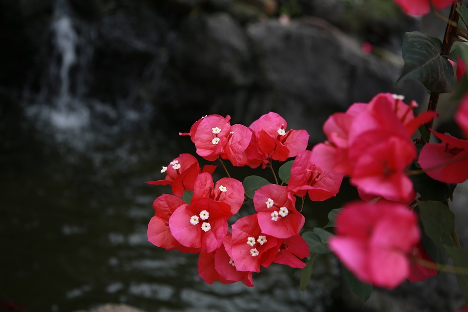 How to Grow Paper Flowers plant from Scratch