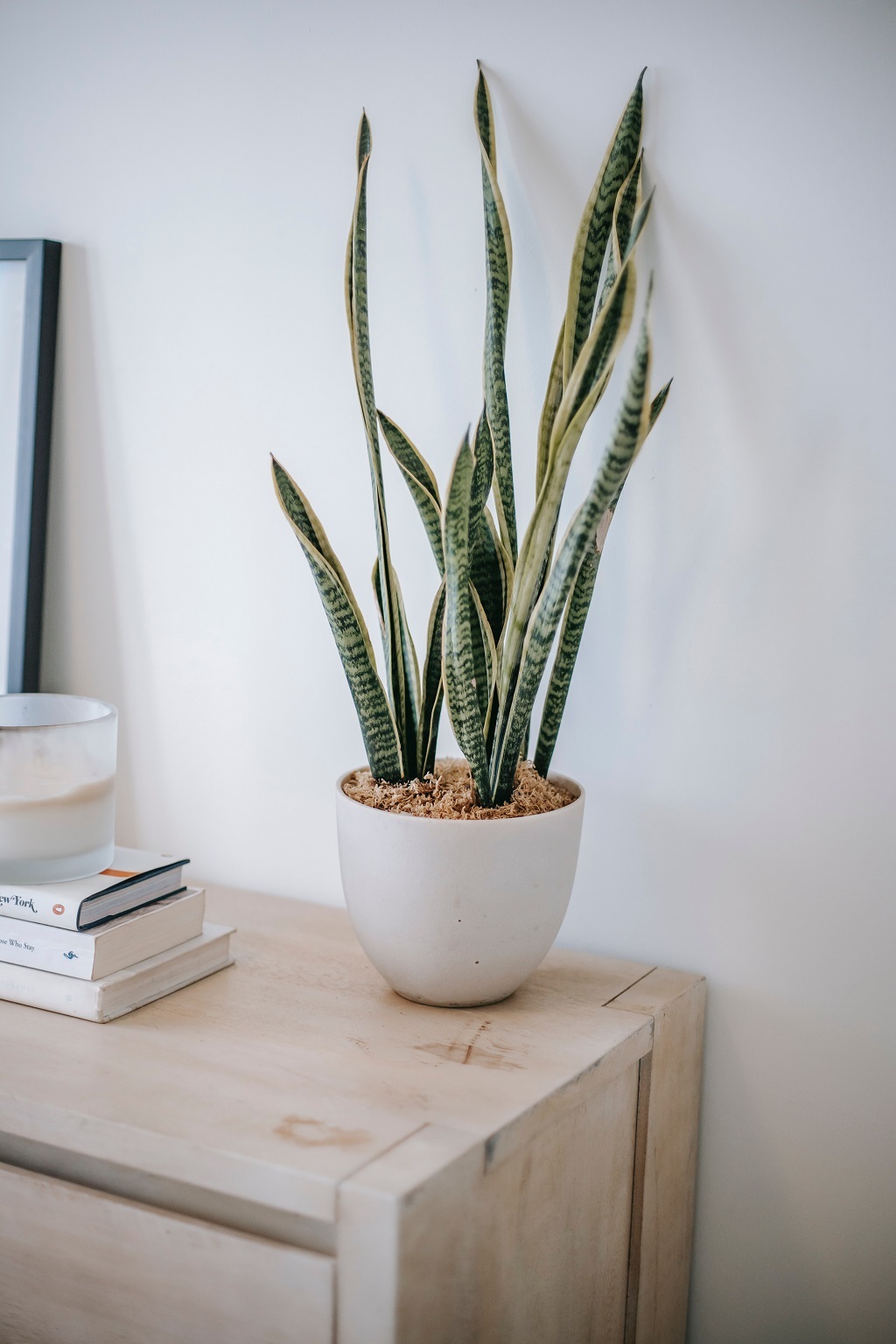 How to Grow Snake Plants Taller Than You Ever Thought Possible