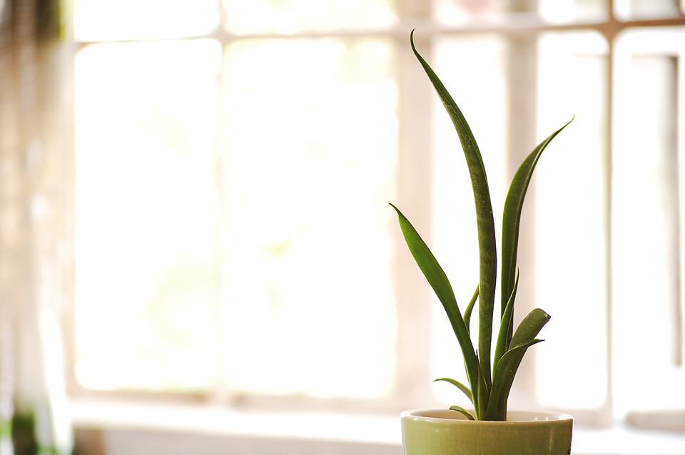 How to Grow a Braided Snake Plant