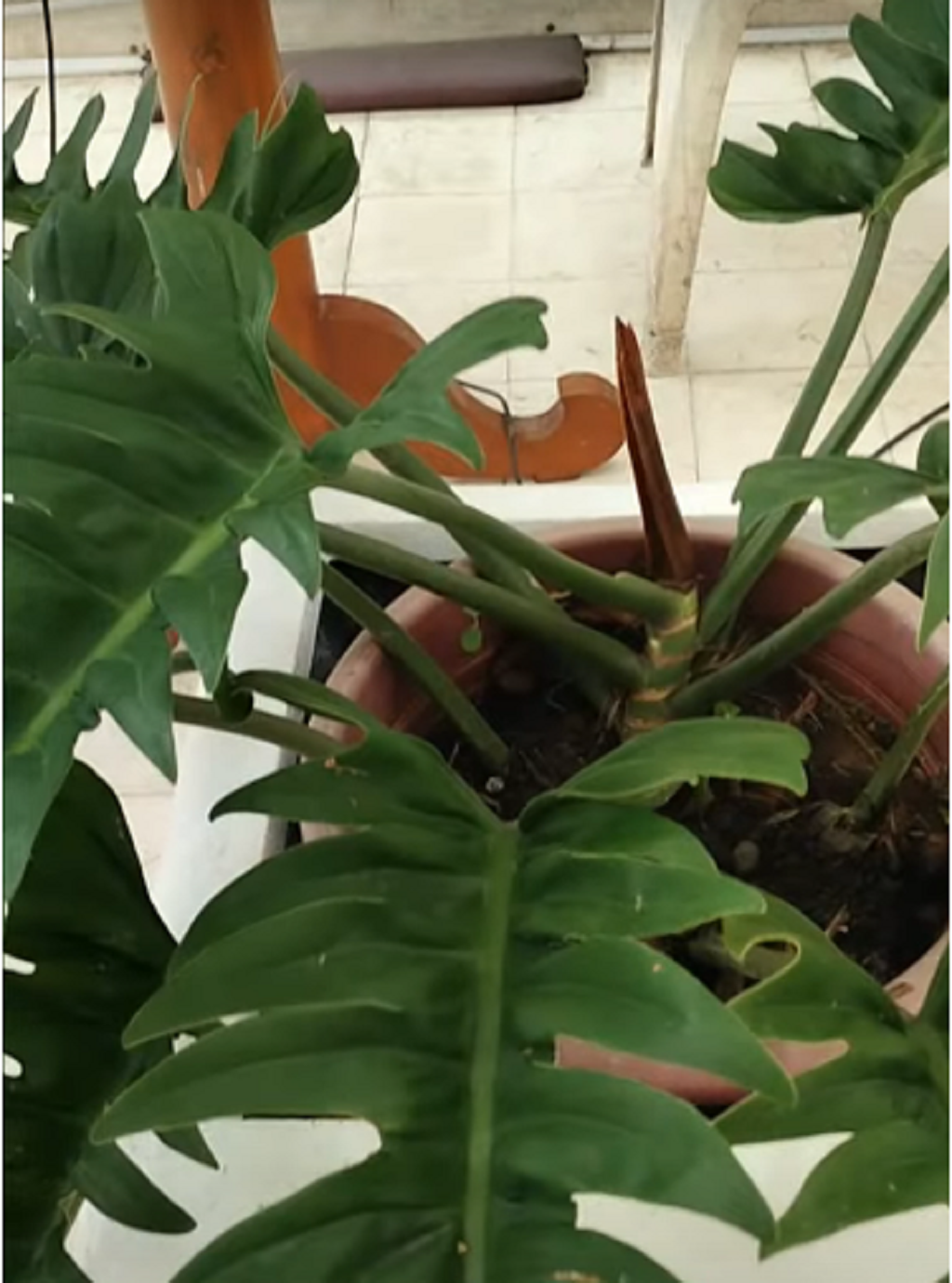 How to Grow a Tiger Tooth Philodendron