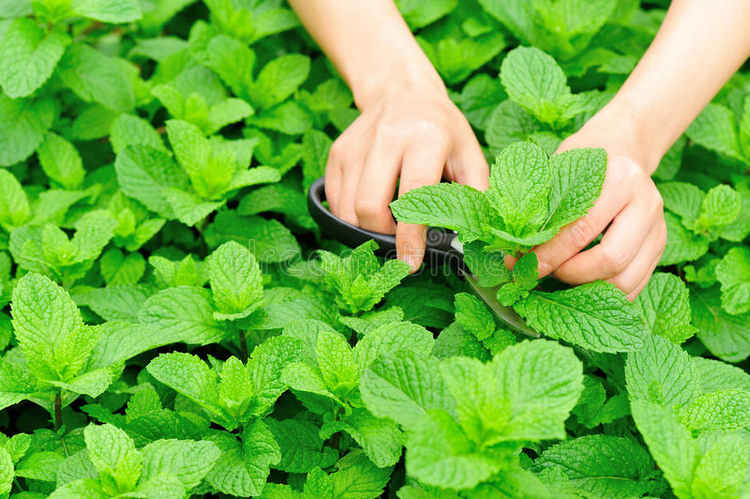 How to Pick Mint Leaves Without killing Plant