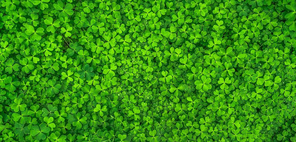 How to Prevent Shamrocks from Self-Seeding and Other Common Plant Problems