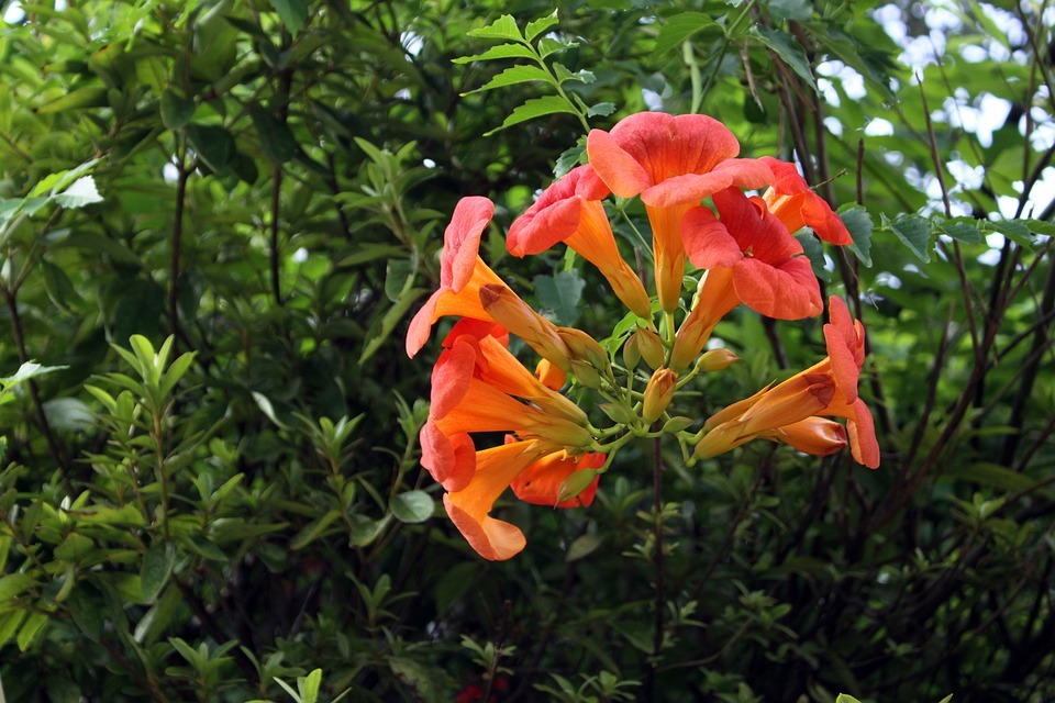 Growing Trumpet Vine From Cuttings