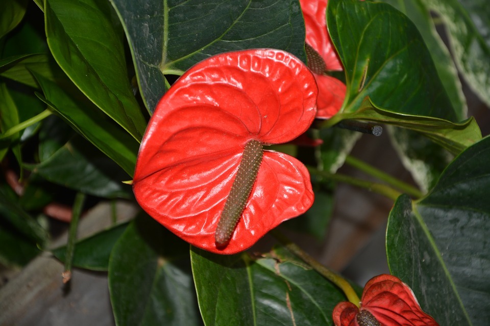 How to Solve Anthurium Leaf Problems?