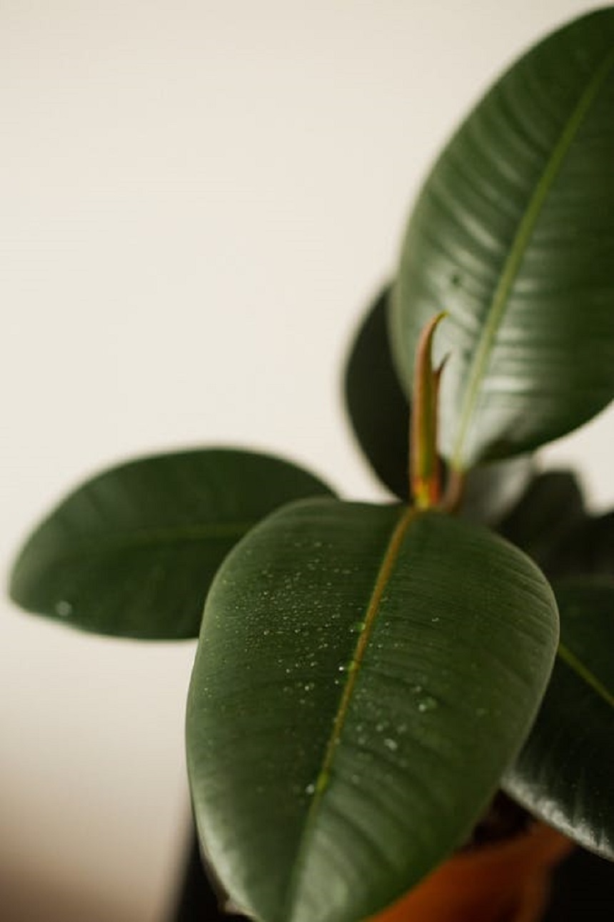 How to Stop Your Rubber Plant Leaves Drooping