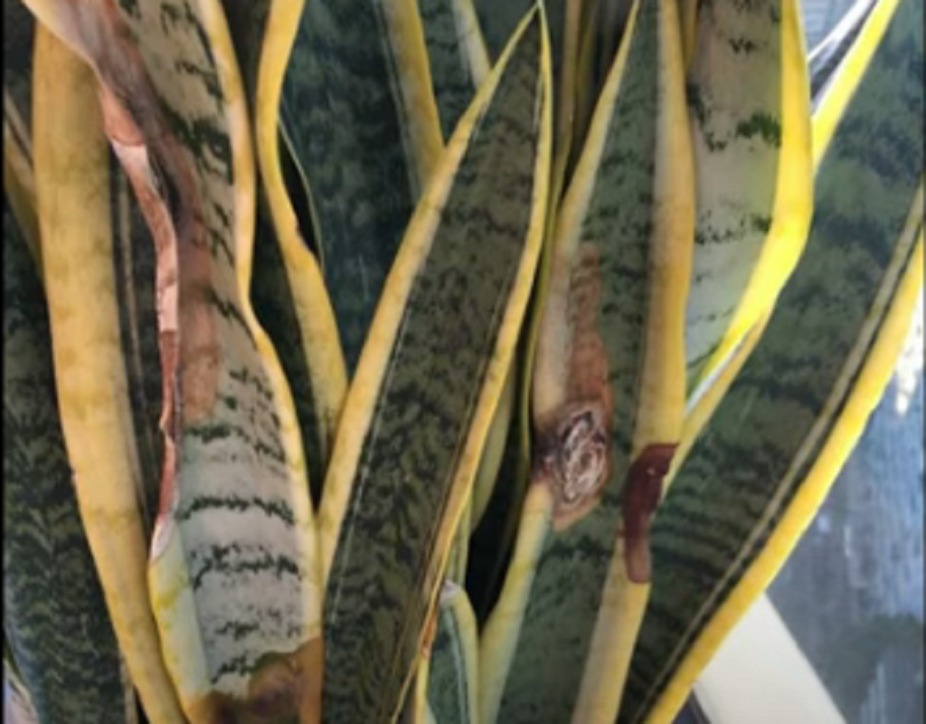 How to fix Broken snake plant