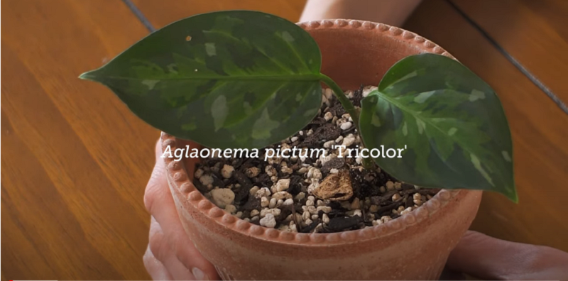 How to grow Aglaonema pictum tricolor