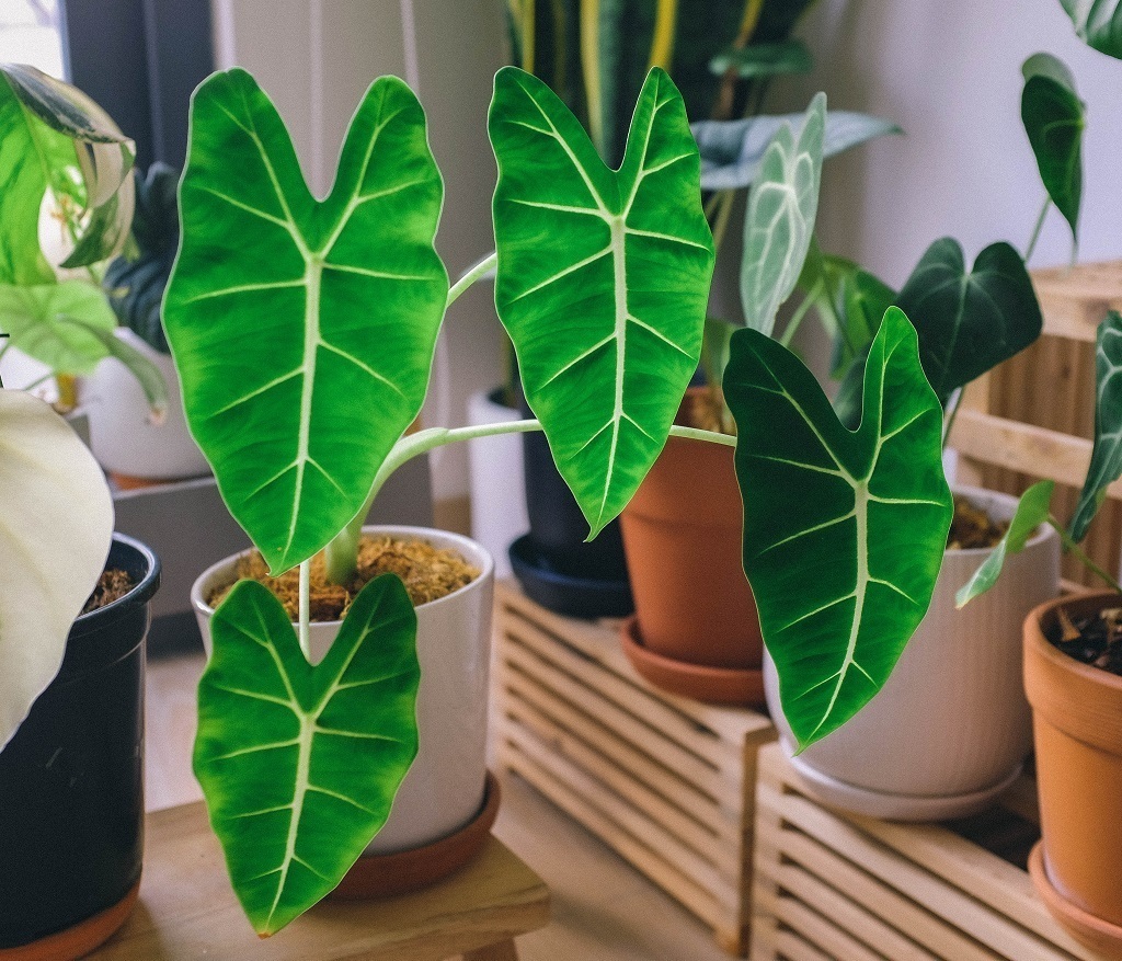 How to grow The Stunning Alocasia green velvet in pots