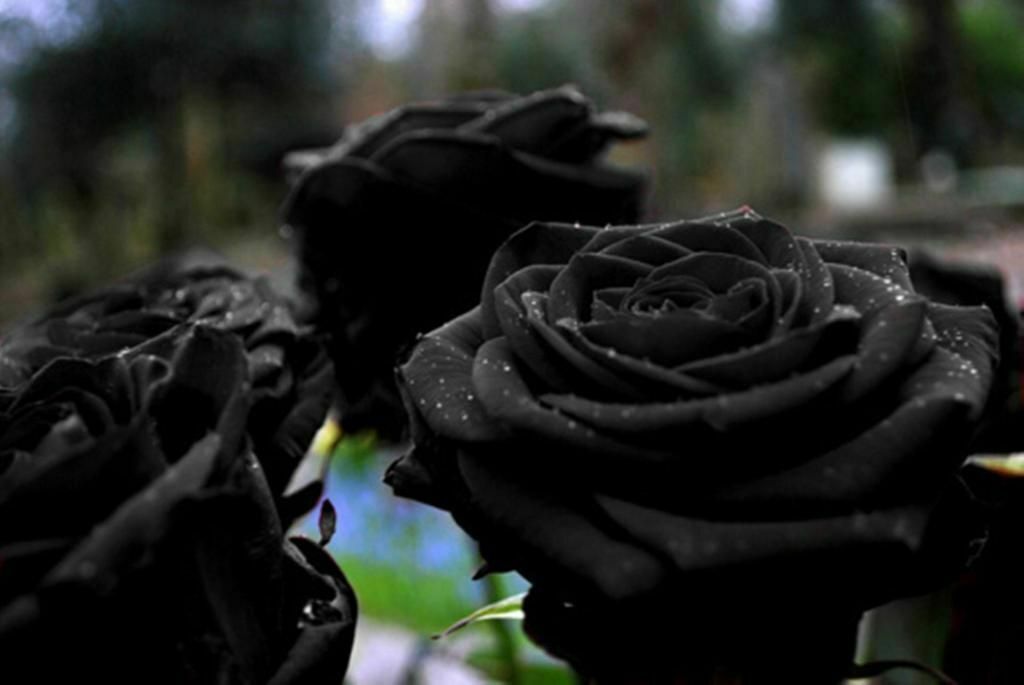 Can you grow black roses 