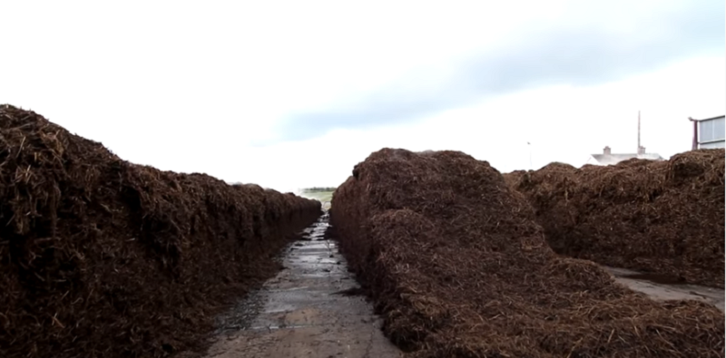 Things You Need to Know About mushroom Composting Before You Buy Any Plants