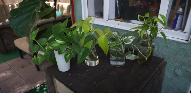 How to plant and propagate Philodendron in water