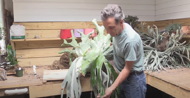 How to save a dying staghorn fern