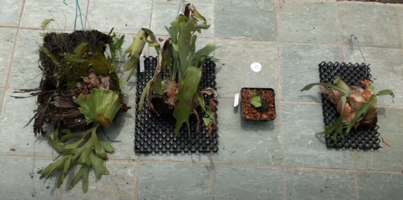 How to save a dying staghorn fern