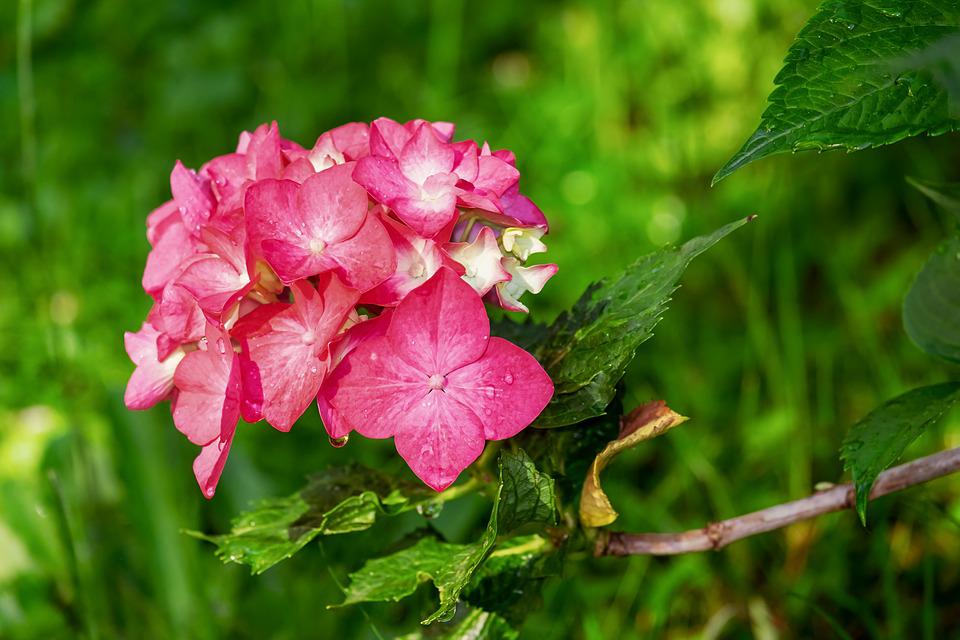 How to use Baking Soda to change Hydrangeas into pink colour