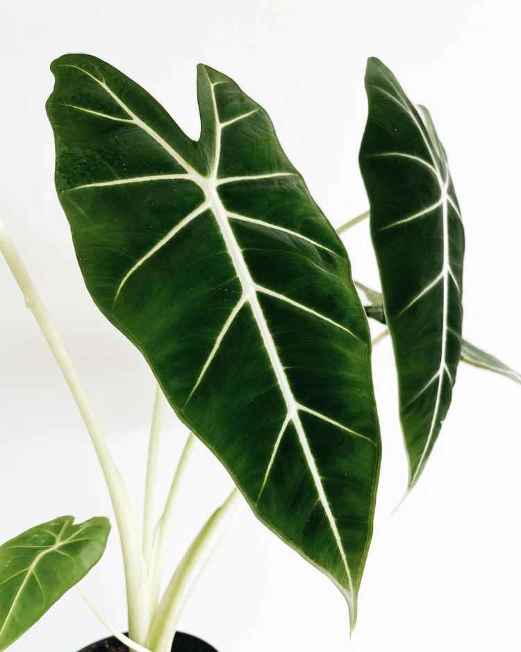 Is Alocasia Frydek and Green Velvet The Same.