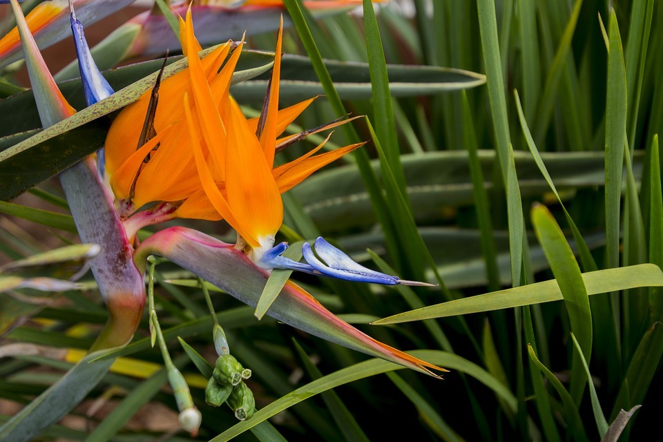  How to Identify and Deal with Root Rot in Bird of Paradise Plants 