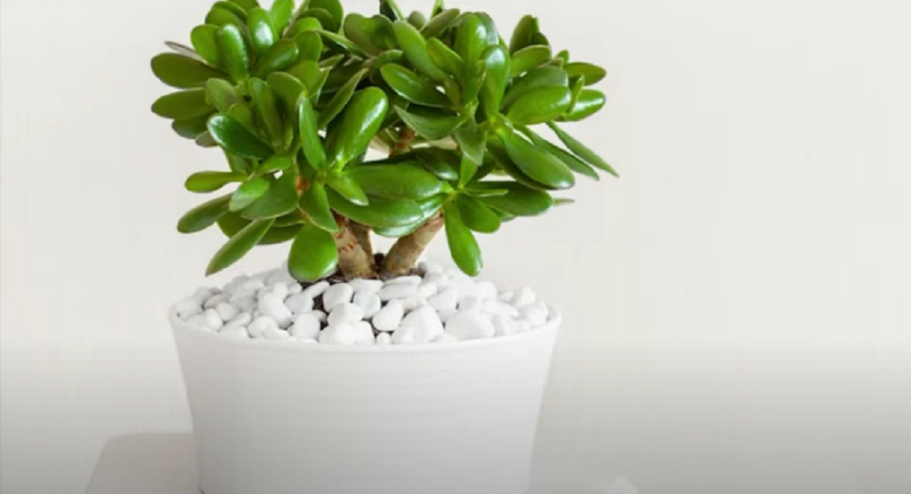 Things Coffee Grounds Do For Jade Plants