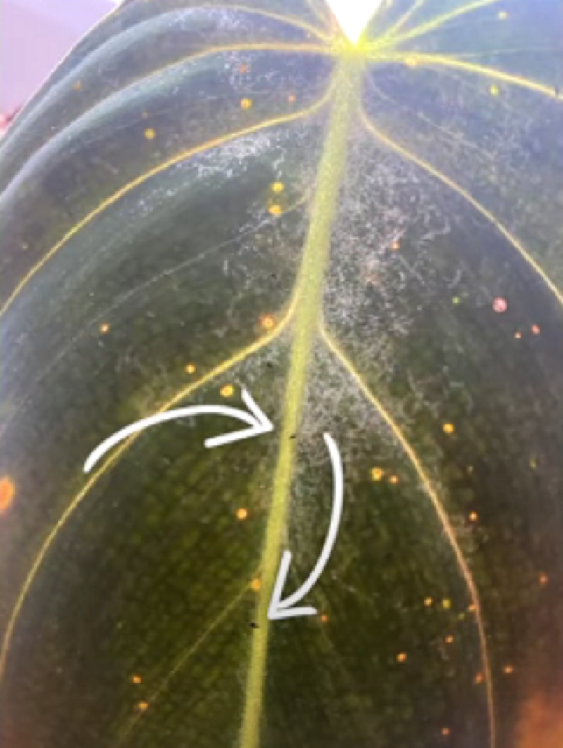 The Most Successful Way To Kill Thrips On Monstera