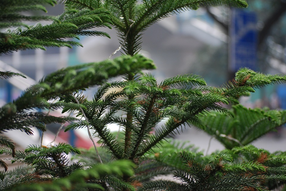 Learn The Secrets to Fixing Your Norfolk Pine Problems