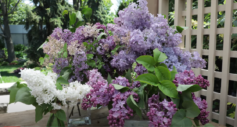 Lilac vs Hydrangea, Which of These Flowers is the Most Beautiful