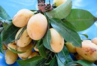 Mango Maturity and Ripeness Guide