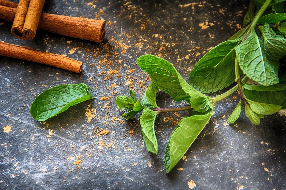 How to Pick Mint Leaves Without Killing the Plant