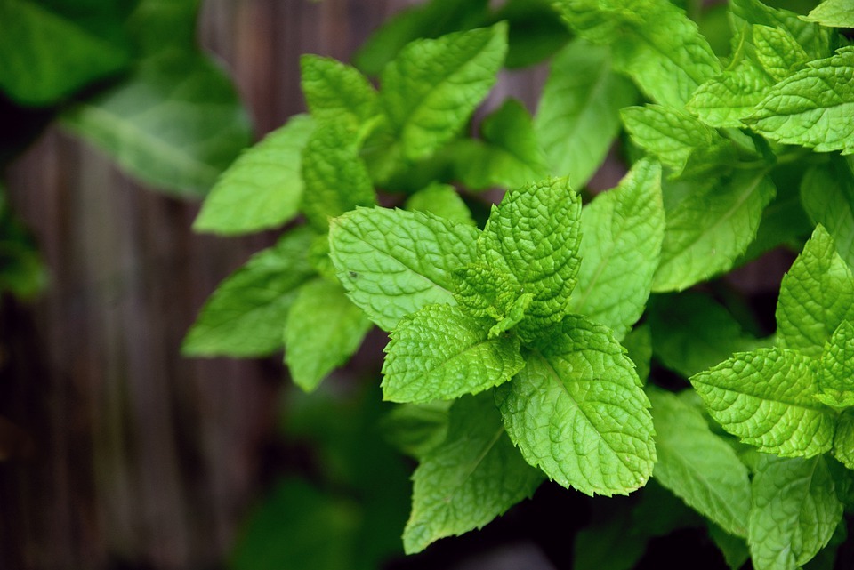 How to Pick Mint Leaves Without Killing the Plant