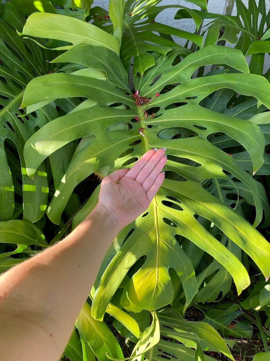 Monstera bigger leaves 