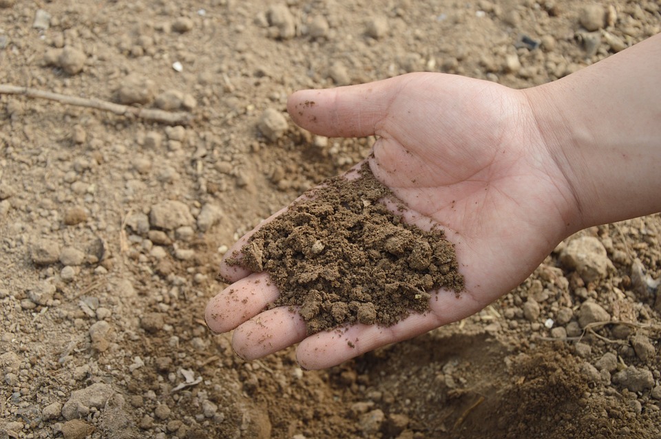 3 Ways How to Make Homemade Fertilizer That Will Boost Your Ferns’ Growth Rate 