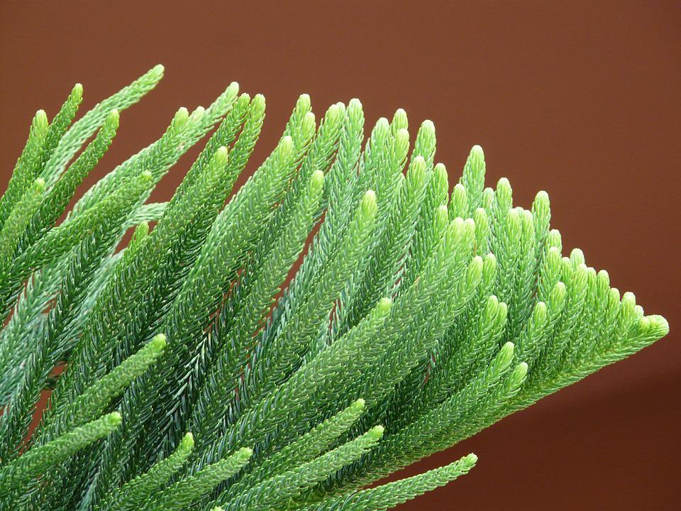 Learn The Secrets to Fixing Your Norfolk Pine Problems