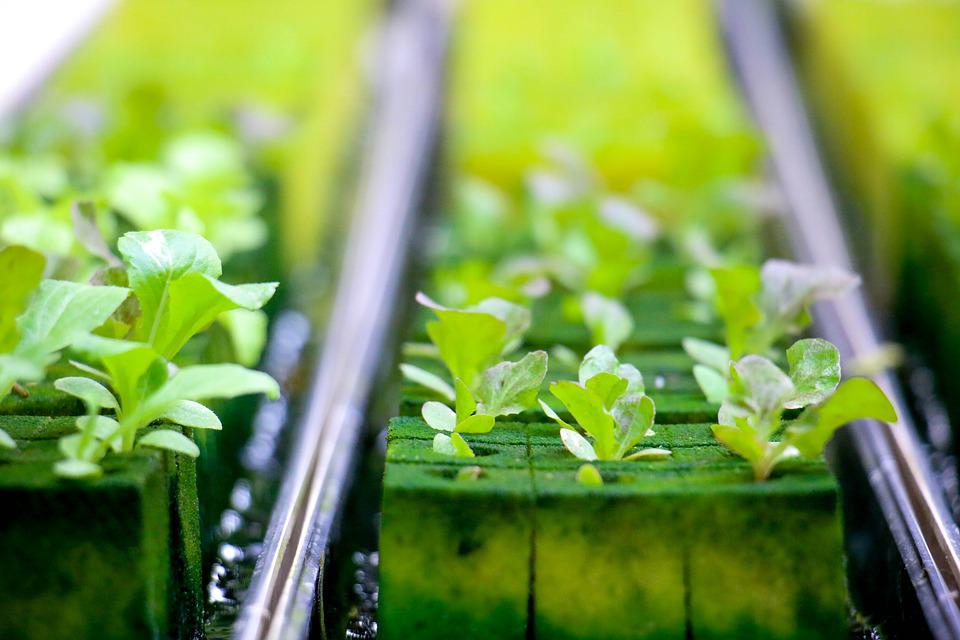 How to Control the PH Level in hydroponics, Effective ways