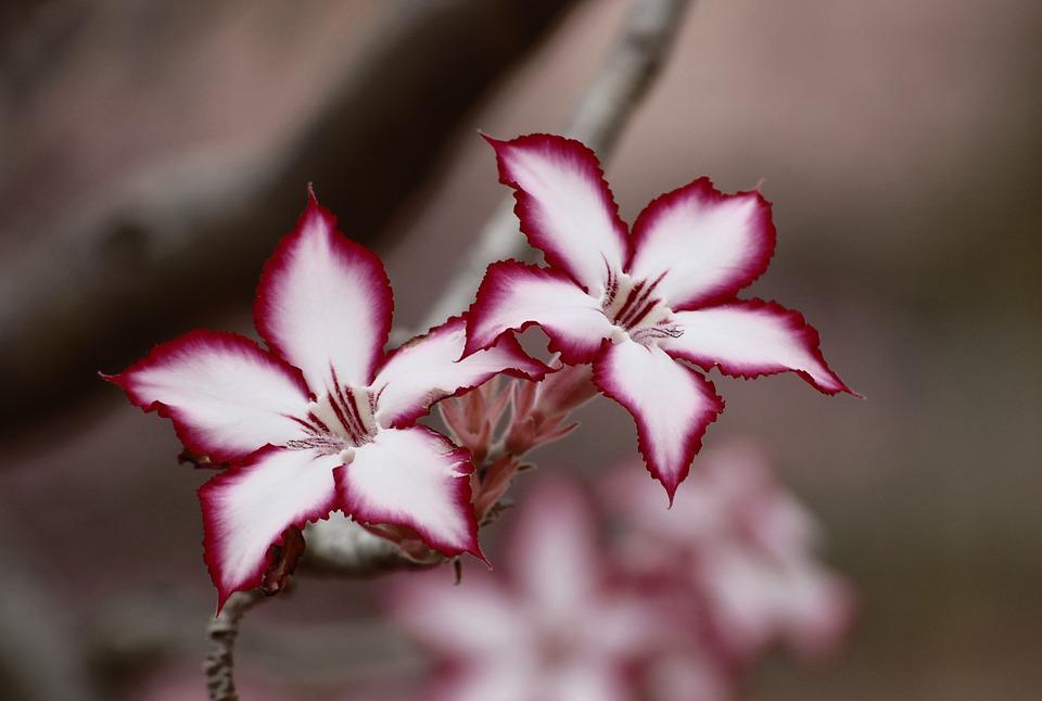 3 Plants That Are Actually Friendly to Spiders, Houseplants That Attract Spiders 