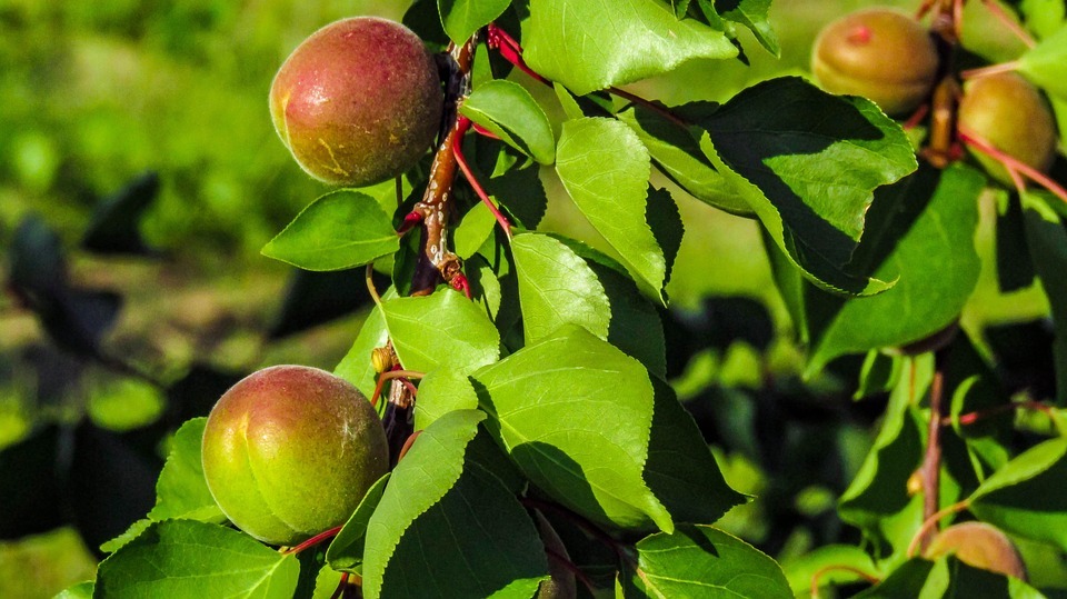 The 6 Most Profitable Fruit Trees to Grow