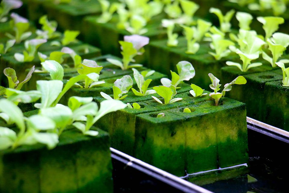 How to Control the PH Level in hydroponics, Effective ways