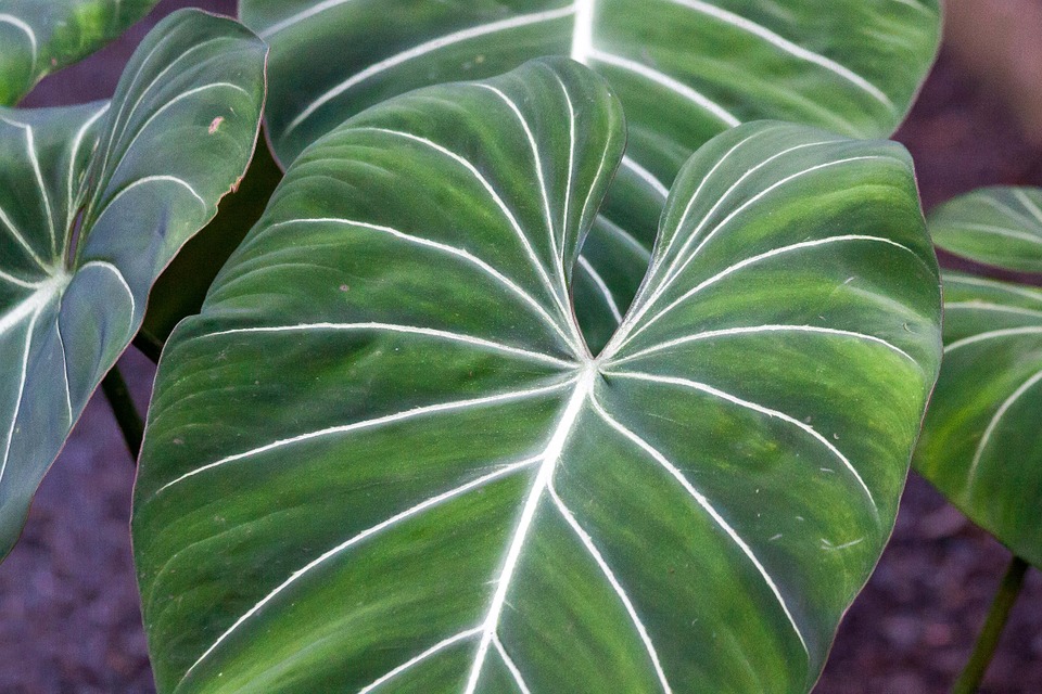 Philodendron gloriosum Humidity - A Comprehensive Guide to grow Philodendron