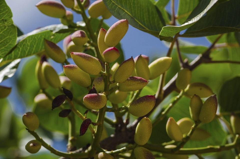 Pistachios Seeds. The pistachio tree produces a green fruit about the size of a walnut