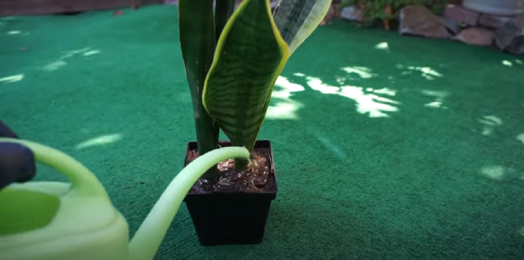 How to prune snakeplant