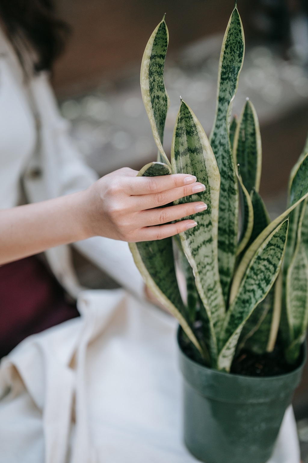 How to fix Broken snake plant