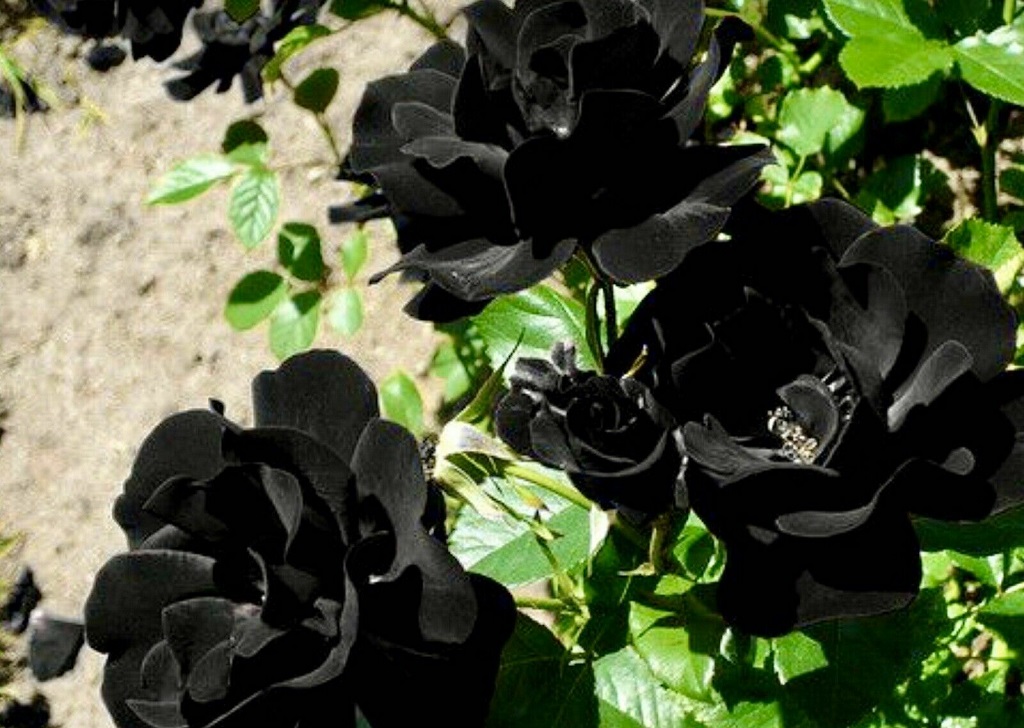 Can you grow black roses 