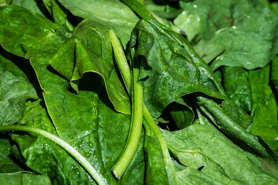 How To Grow Spinach in a Pot