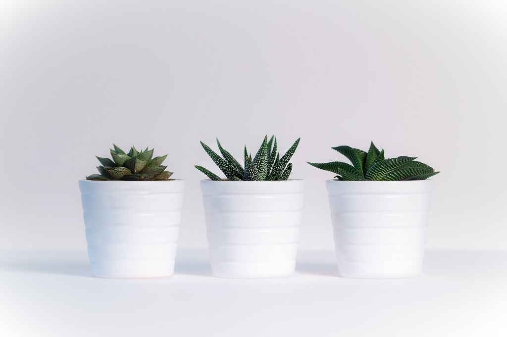 How I Keep Succulents Fresh in glass bowl