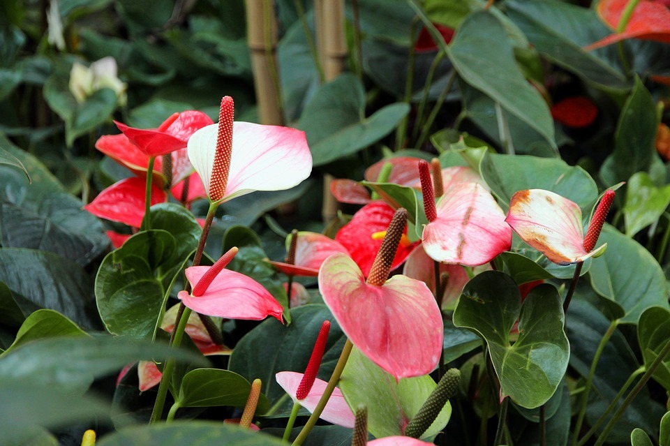 How to Solve Anthurium Leaf Problems?