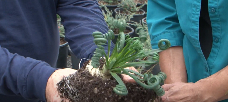 Trachyandra tortilis – The Most Amazing Plant You’ve Never Heard Of