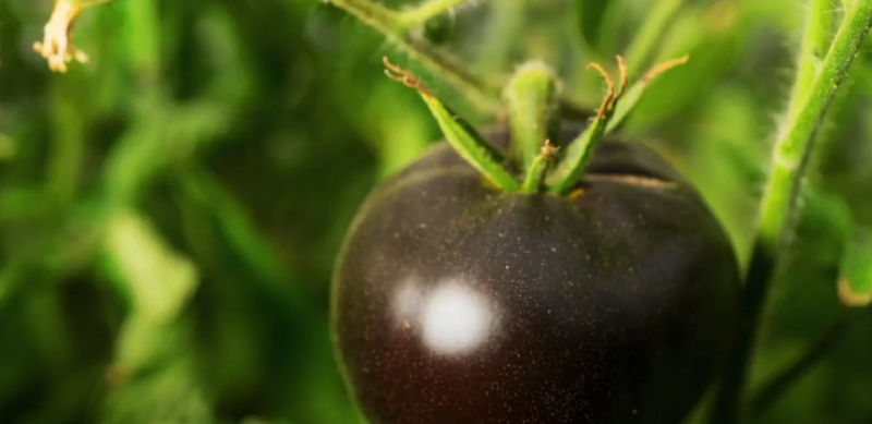 What is the Difference Between Black Krim and Cherokee Purple tomatoes?