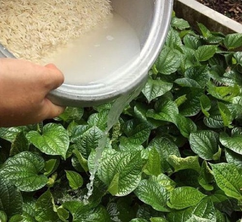Rice water for plants, There are several benefits to using rice water, and these include soil pH and nutrients, and plant health. 