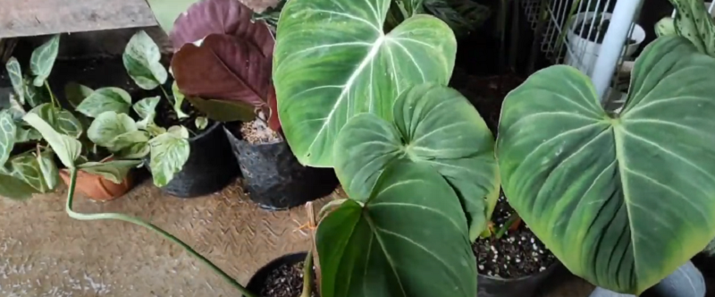 Philodendron gloriosum Humidity - A Comprehensive Guide to grow Philodendron