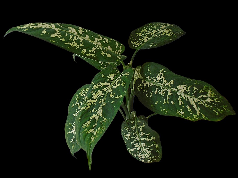 Dieffenbachia Problems and How to Fix Them